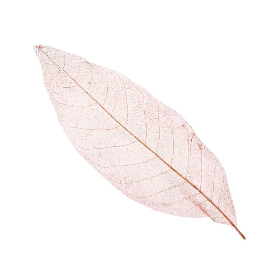 feuilles de magnolia séchées (20pc)