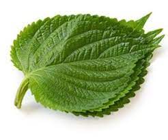 feuilles de shiso vert (15pc) micro-v