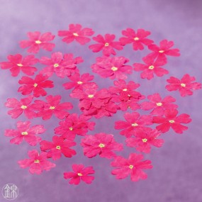 fleurs de verveine rose séchées (50f)