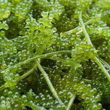 groseille/raisin de mer Umibudo de Okinawa 100g