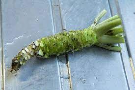 racine de wasabi frais 200g