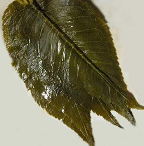 feuilles de cerisier Sakura salées (50f)