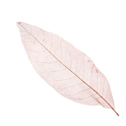 [MO-FOFEUMAGNOLIA20] feuilles de magnolia séchées (20pc)