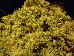 [MO-DIREIPREFLE1KG] fleurs de reine des prés bio 1kg