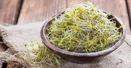 [MO-MUGRAGERLEN300] graines germées séchées bio lentilles vertes 300g