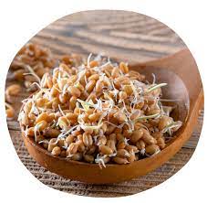 [MO-MUGRAGERSAR300] graines germées séchées bio sarrasin 300g