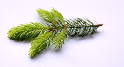 [MO-MOBOURSAPIN1KG] bourgeon de sapin MOGA 1kg