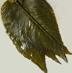 [MO-NIFEUSAKSAL50P] feuilles de cerisier Sakura salées (50f)