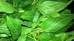 [MO-MUMOLFEUSUR400] molokhia feuilles surgelées 400g