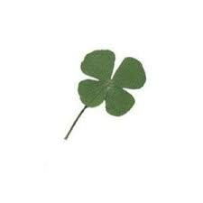 [MO-NITRE4FEUSEC] trèfles à 4 feuilles séchés (50f)